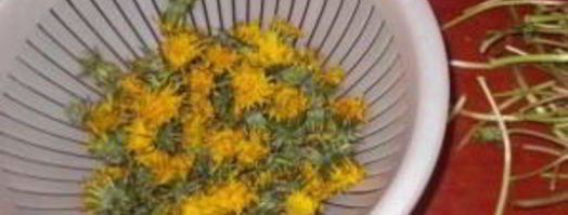 варенье из одуванчика для печени. Шаг 2