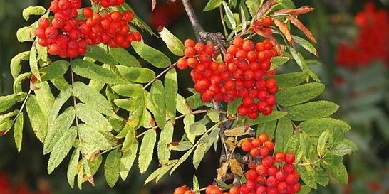 Варенье из рябины