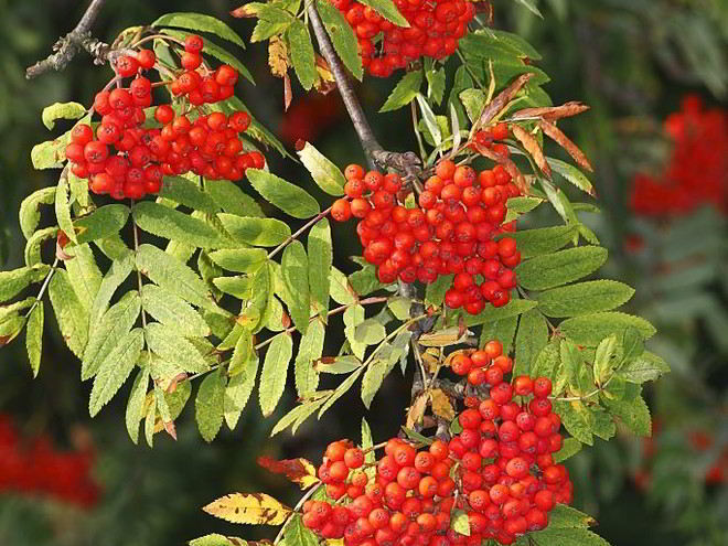 Рецепт варенья из рябины