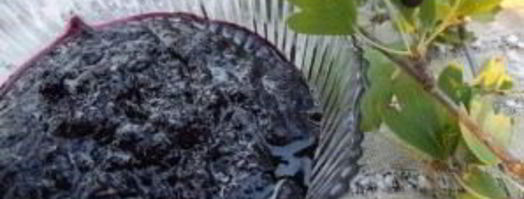 варенье из смородины перекрученное. Шаг 6