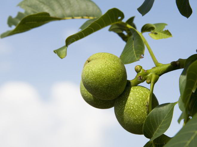 Рецепт варенья из зеленых орехов