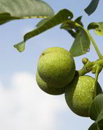 Варенье из зеленых орехов