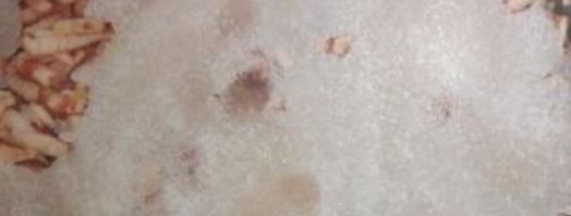 яблочное варенье. Шаг 3