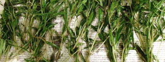 заготовка пряности — чабер, эстрагон. Шаг 2