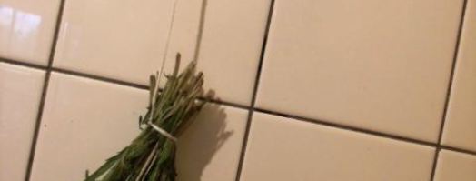 заготовка пряности — чабер, эстрагон. Шаг 4