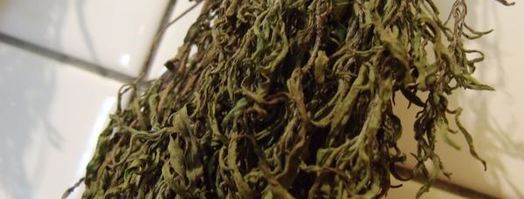 заготовка пряности — чабер, эстрагон. Шаг 6