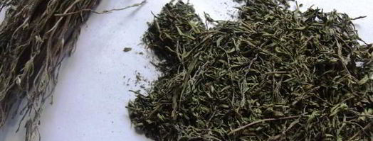 заготовка пряности — чабер, эстрагон. Шаг 7