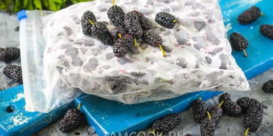 Заморозка шелковицы на зиму