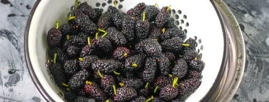 заморозка шелковицы на зиму. Шаг 6