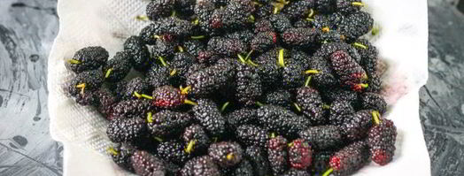 заморозка шелковицы на зиму. Шаг 7