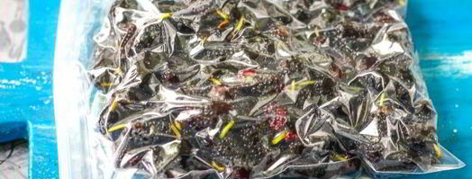 заморозка шелковицы на зиму. Шаг 8