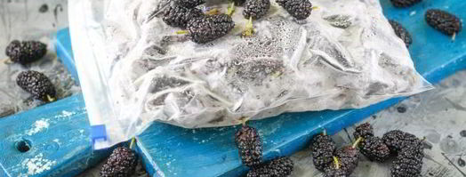 заморозка шелковицы на зиму. Шаг 9