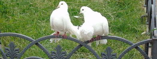 походный бутерброд. Шаг 10