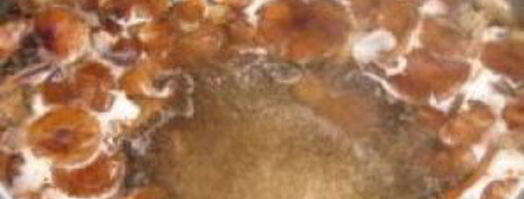 грибная икра. Шаг 2