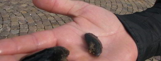 морской омлет. Шаг 9