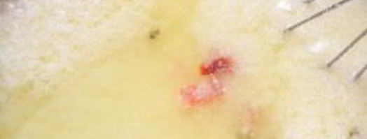 острый сыр. Шаг 4