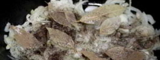 паштет из карасей. Шаг 2