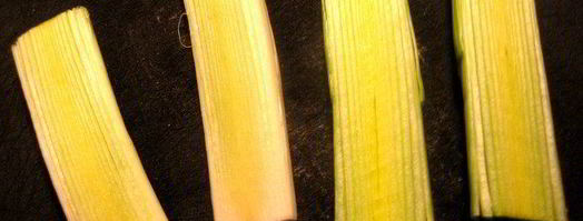 рулетики-букетики под сыром джюгас. Шаг 5